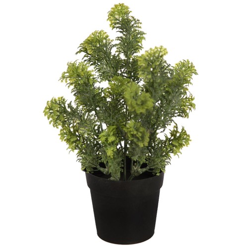 MATA SILVESTRE CON MACETA 30CM