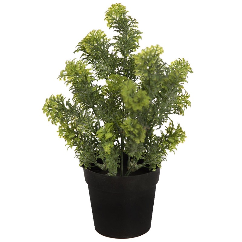 MATA SILVESTRE CON MACETA 30CM