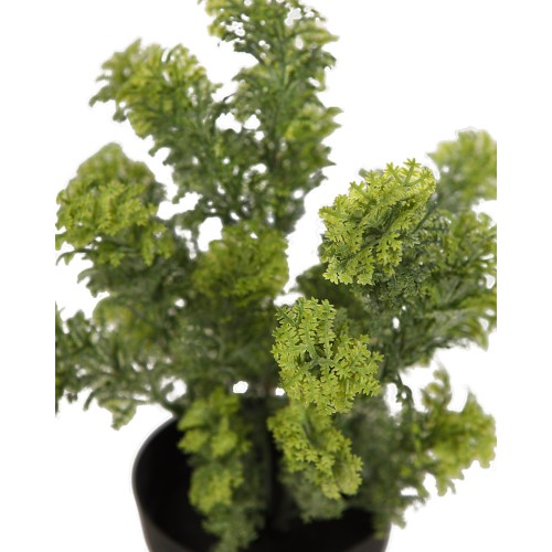 MATA SILVESTRE CON MACETA 30CM 2