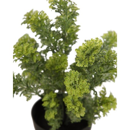 MATA SILVESTRE CON MACETA 30CM