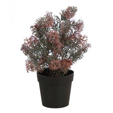 MATA SILVESTRE CON MACETA 30CM