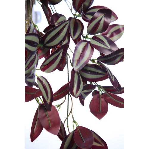PLANTA COLGANTE TRADESCANTIA 50CM 2