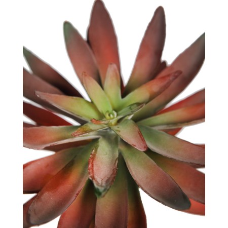 PLANTA CRASA ECHEVERIA HOOKERI ARTIFICIAL 17CM