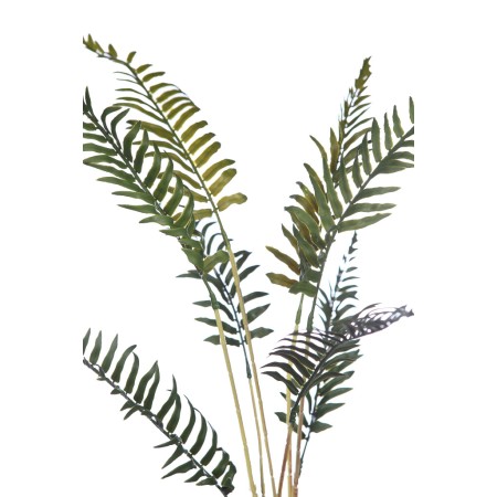 PLANTA DE HELECHO CON RAICES 60CM