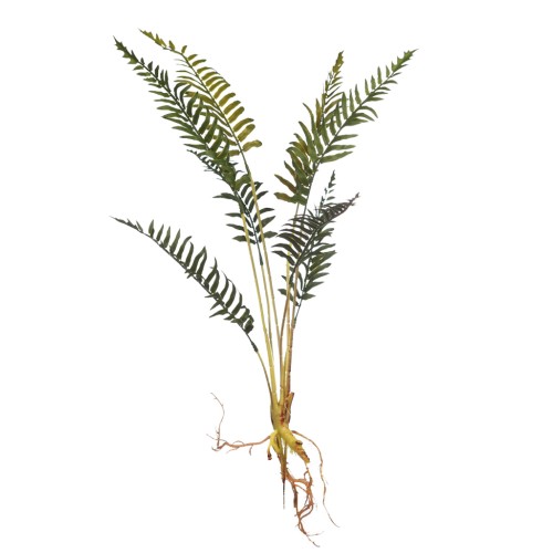 PLANTA DE HELECHO CON RAICES 60CM