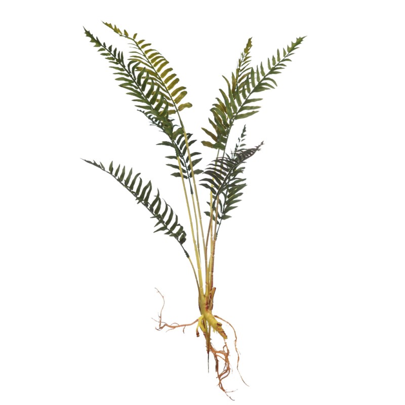 PLANTA DE HELECHO CON RAICES 60CM
