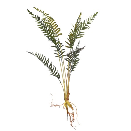 PLANTA DE HELECHO CON RAICES 60CM