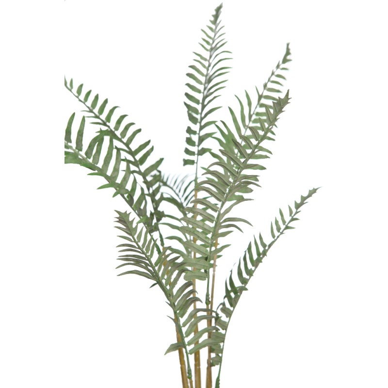 PLANTA DE HELECHO CON RAICES 60CM