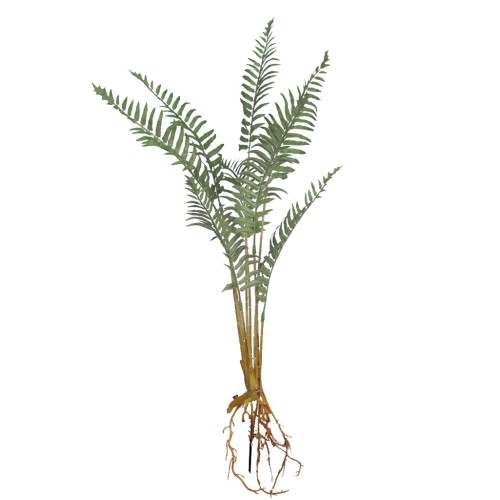 PLANTA DE HELECHO CON RAICES 60CM 2