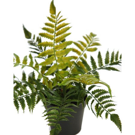 PLANTA DE HELECHO EN MACETA 25CM
