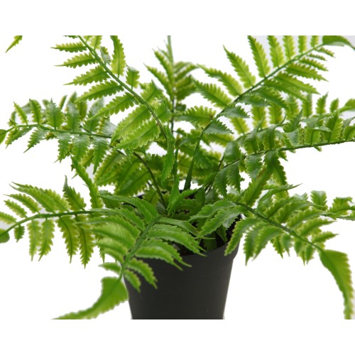 PLANTA DE HELECHO EN MACETA 25CM 2