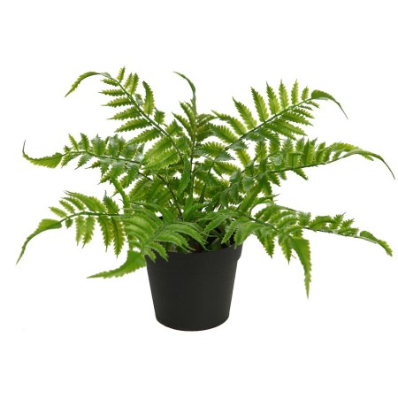 PLANTA DE HELECHO EN MACETA 25CM