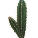 CACTUS CON MACETA 135CM