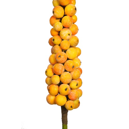 RACIMO FRUTAL GIGANTE 144CM 2