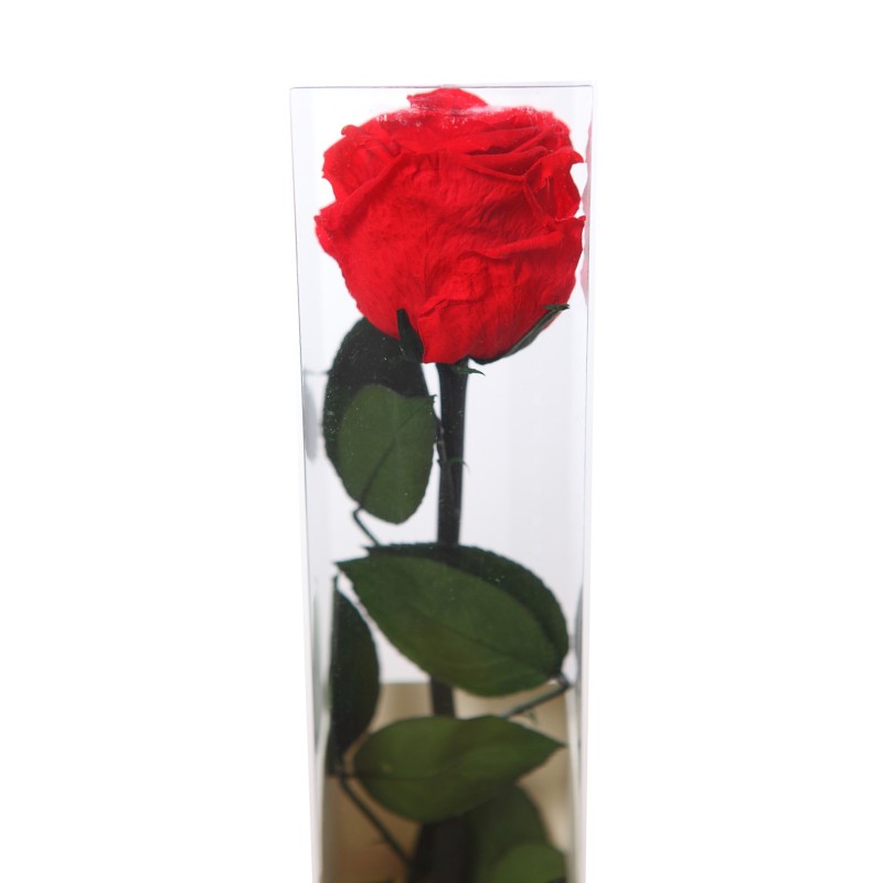 ROSA ETERNA PRESERVADA 55CM