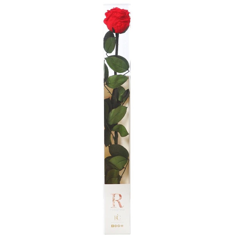 ROSA ETERNA PRESERVADA 55CM