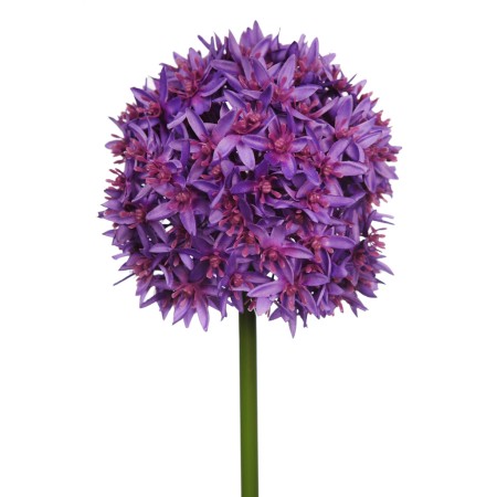 VARA ALIUM GIGANTE 88CM