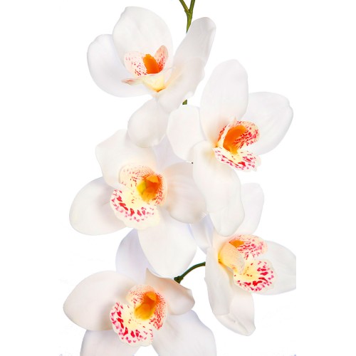 VARA CIMBIDIUM 70 CM 2