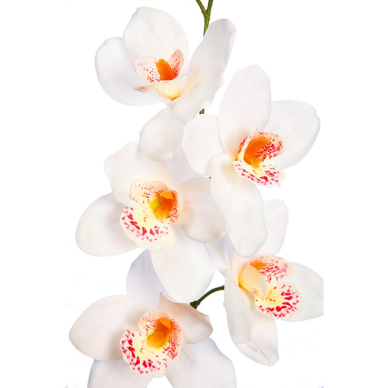 VARA CIMBIDIUM 70 CM