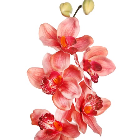 VARA CIMBIDIUM 70 CM