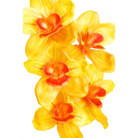 VARA CIMBIDIUM 70 CM