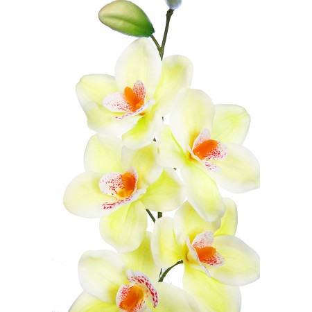 VARA CIMBIDIUM 70 CM