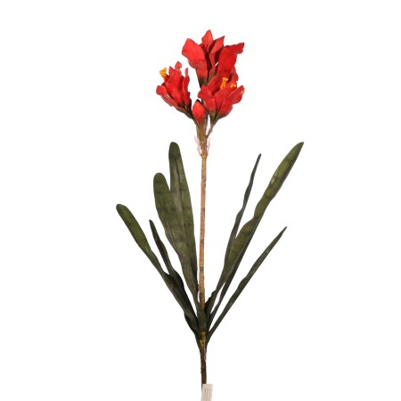 VARA CLIVIA