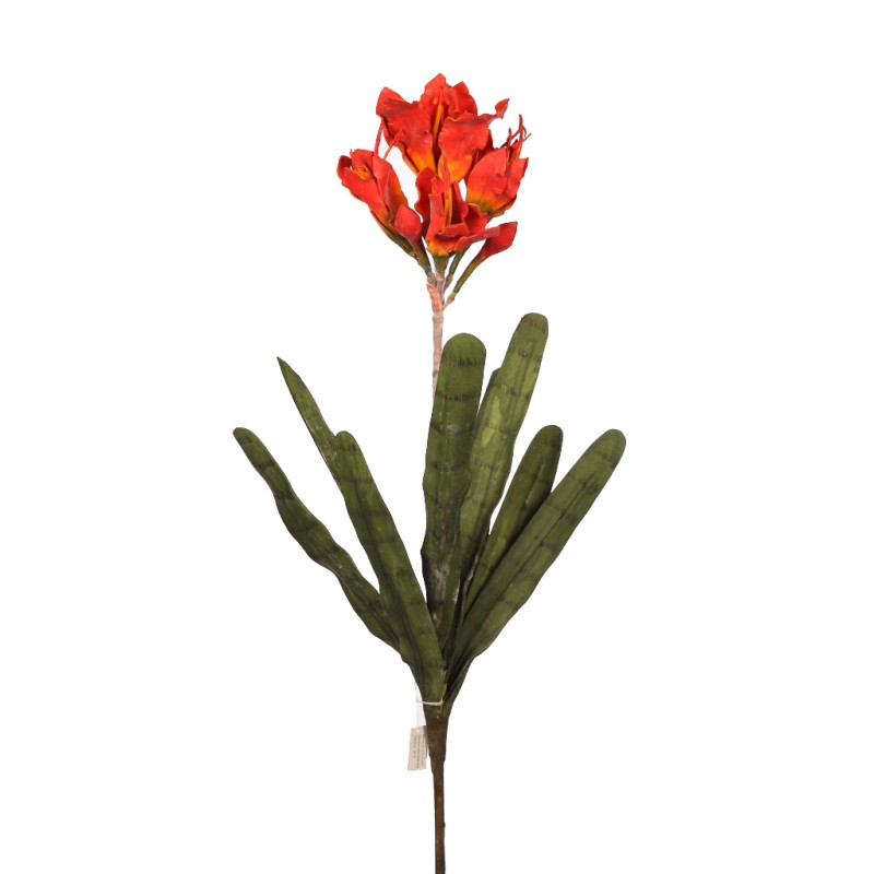 VARA CLIVIA