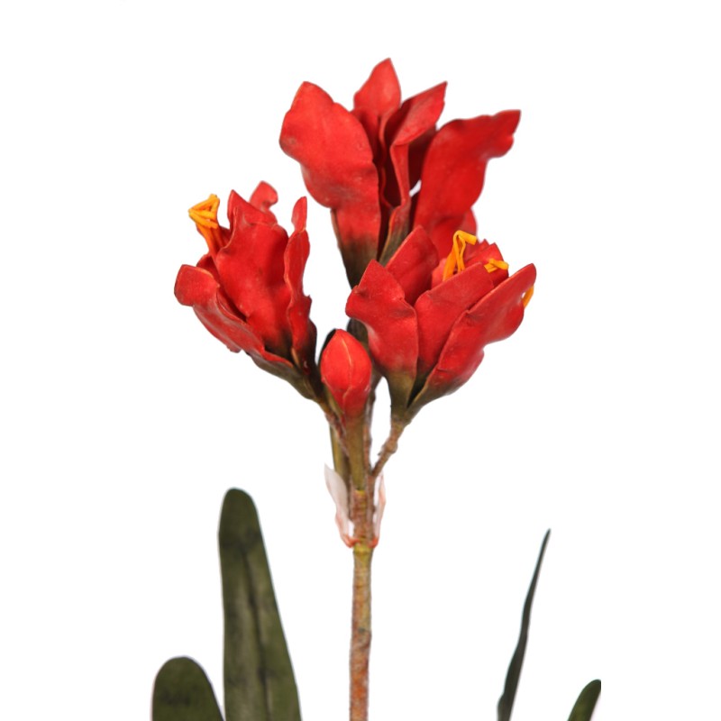 VARA CLIVIA