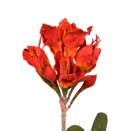 VARA CLIVIA