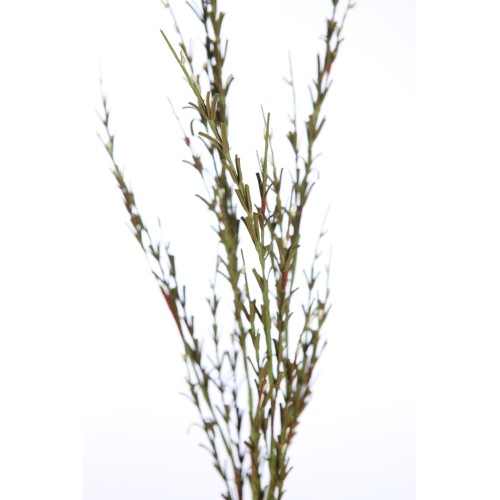 VARA FIELD FOAM 83CM 2