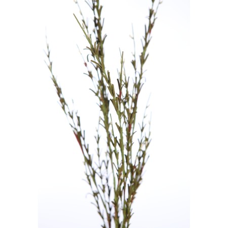 VARA FIELD FOAM 83CM