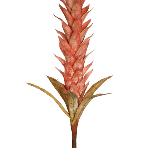 VARA GUZMANIA VINTAGE FOAM 124CM 2