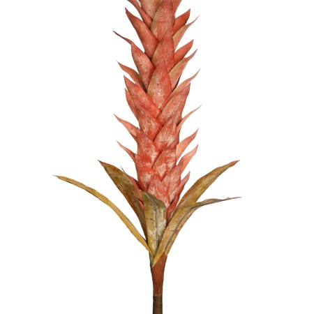 VARA GUZMANIA VINTAGE FOAM 124CM