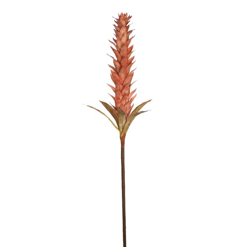 VARA GUZMANIA VINTAGE FOAM 124CM 2