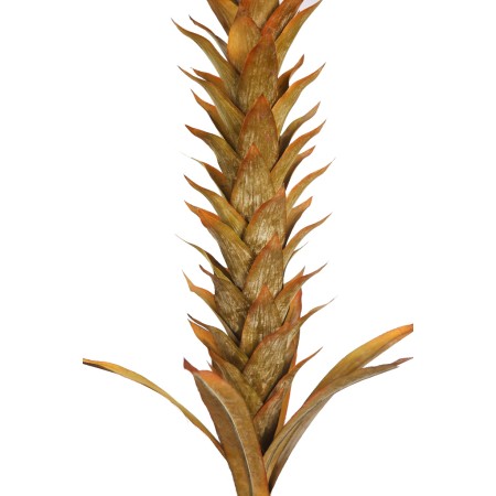 VARA GUZMANIA VINTAGE FOAM 124CM