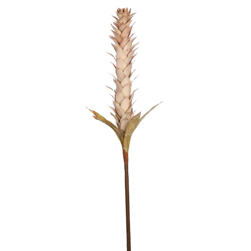 VARA GUZMANIA VINTAGE FOAM 124CM