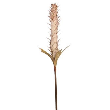 VARA GUZMANIA VINTAGE FOAM 124CM