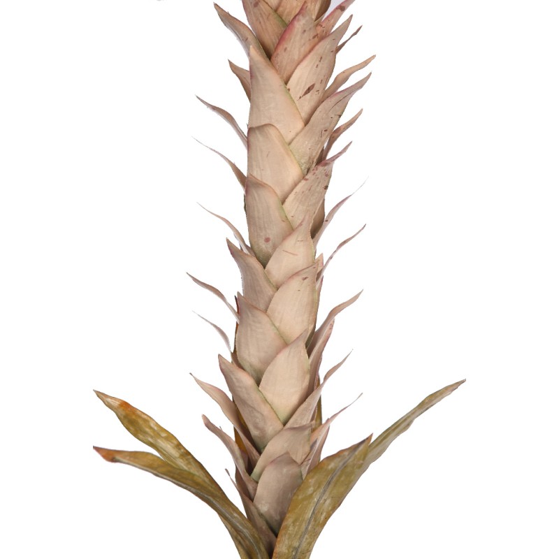 VARA GUZMANIA VINTAGE FOAM 124CM