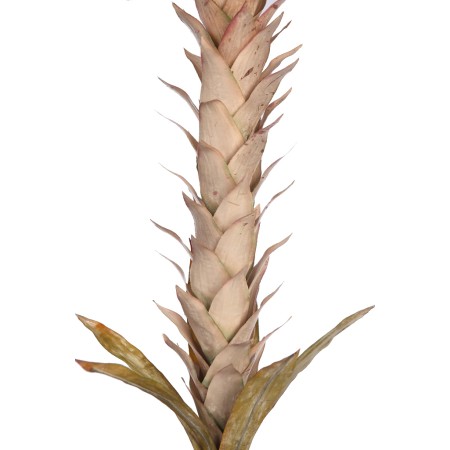 VARA GUZMANIA VINTAGE FOAM 124CM