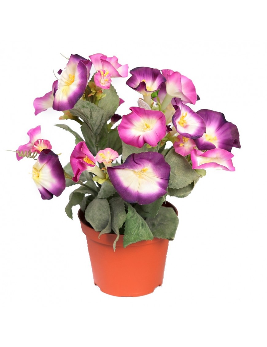 Planta Primula En Maceta 30cm - Comprar al mejor precio