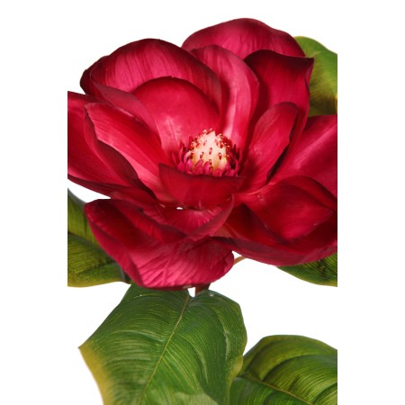 VARA MAGNOLIA