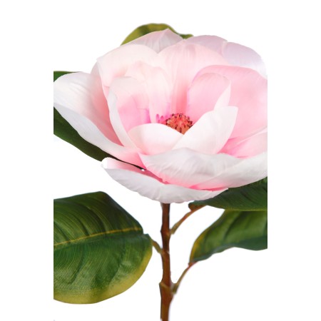 VARA MAGNOLIA