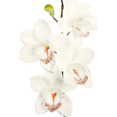 VARA ORQUIDEA CYMBIDIUM 60 CM