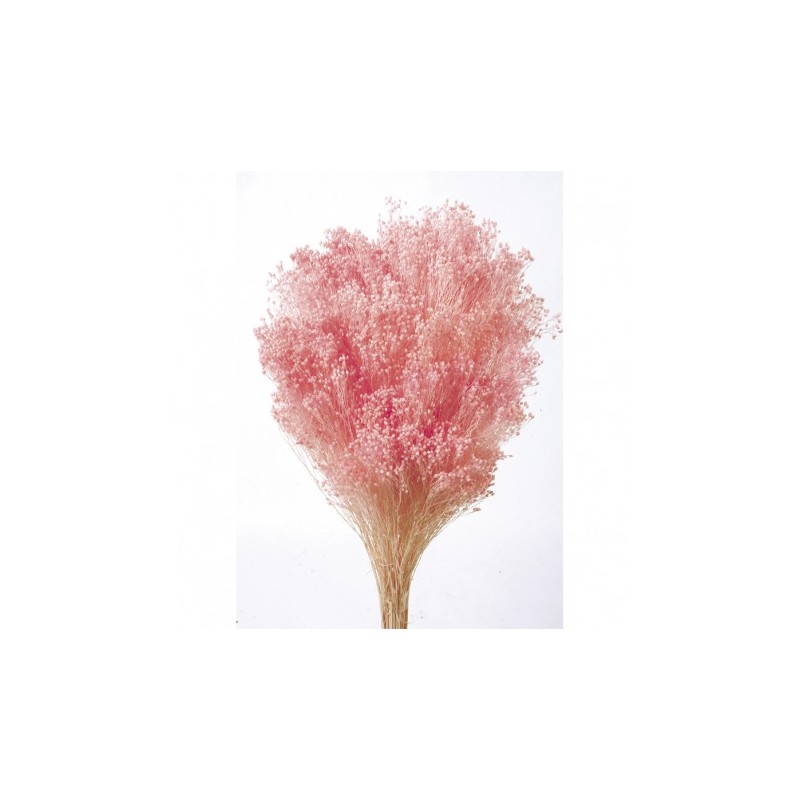 BROOMS PRESERVADO
