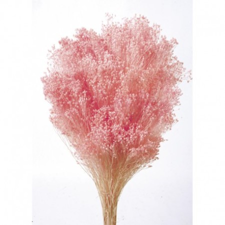 BROOMS PRESERVADO