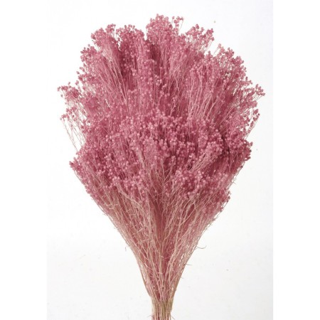 BROOMS PRESERVADO
