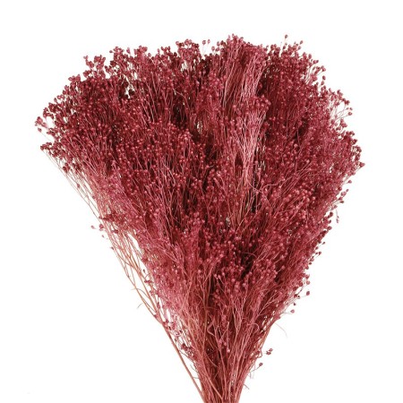 BROOMS PRESERVADO