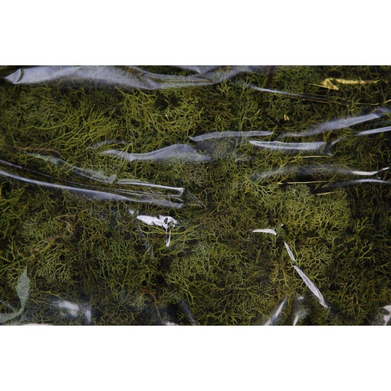 CAJA DE MUSGO FINLANDES PRESERVADO 400GR