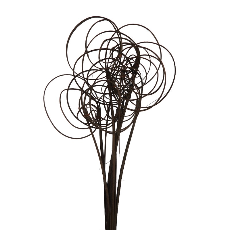 CANE COIL X 10, 50 CM